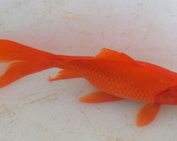 Car. Auratus 20/25
