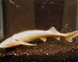 Steur Ruthenus Albino 25/30