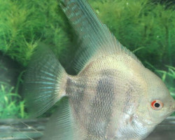 Pterophyllum Sc. Dantum Albino L