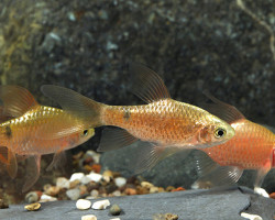 Puntius Conchonius Neon Long Fin M
