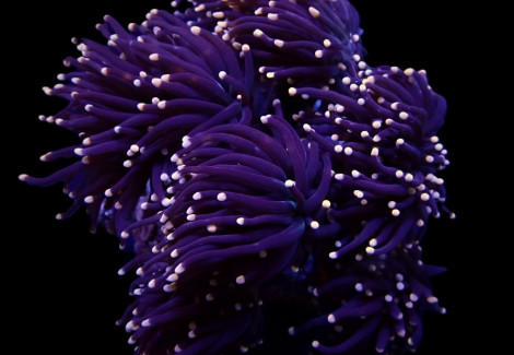 Euphyllia Glabrescens (Orange Tip) M
