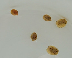 Ostracion Cubicus M