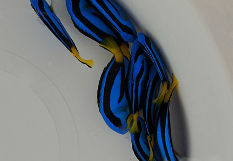 Paracanthurus Hepatus L