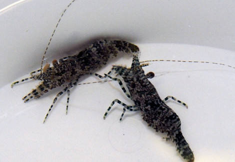 Saron Marmoratus (Femmina) S
