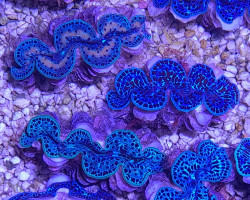 Tridacna Maxima (Blue) (Ultra) (Pacific) (12Cm)