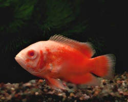 Astronotus Ocellatus Red Albin 6-7Cm