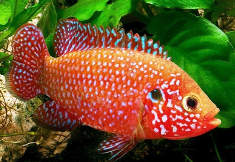 Hemichromis Lifalili 1,5-2,5Cm