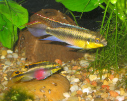 Pelvicachromis Pulcher Yellow 4-5