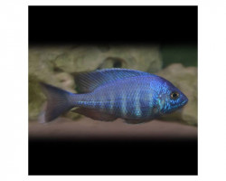 Placidochromis Spec. Blue 4-5