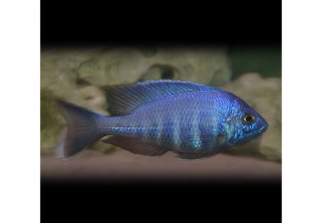 Placidochromis Spec. Blue 4-5