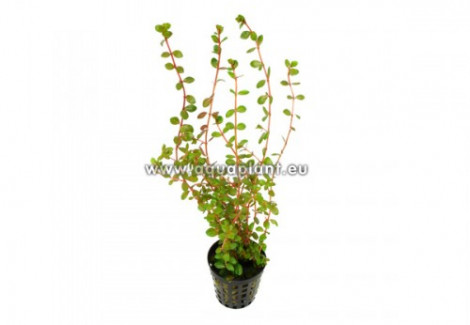 Rotala Indica