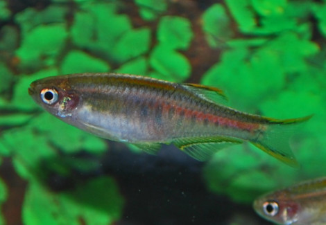 Danio Choprae M
