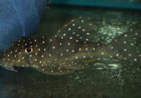 L028 Hypancistrus Sp.  L