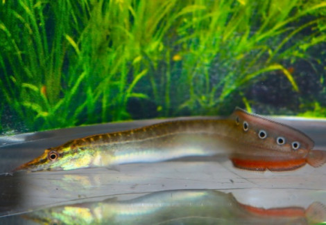 Mastacembelus Sp. Red Fin S