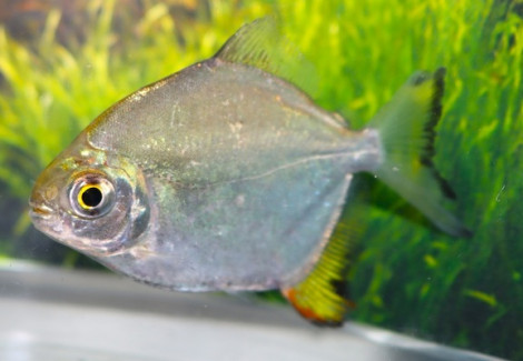 Myloplus Arnoldi M/L