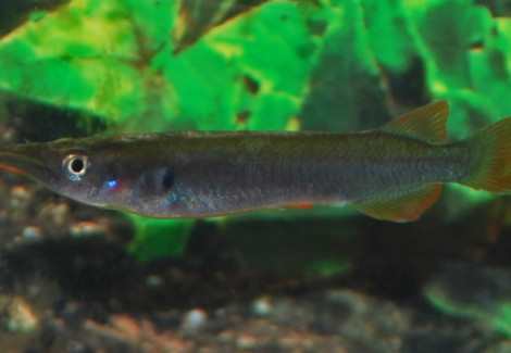 Nomorhamphus Ebrardtii Xl