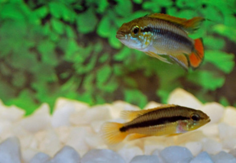 Apistogramma Agassizii Red L