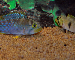Apistogramma Pandurini L
