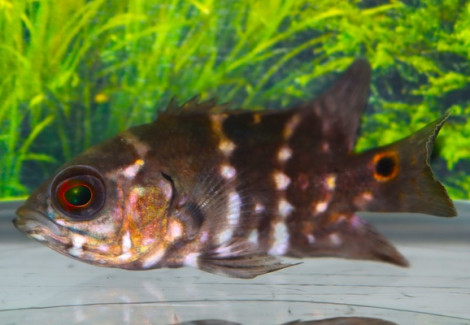 Astronotus Crassipinnis M