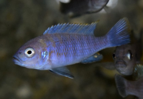 Cynotilapia Afra Edwardi Cobue S/M