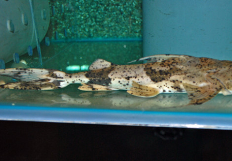 Bagarius Bagarius M