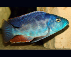 Hapl./Nimbochromis Polystigma S