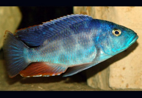 Hapl./Nimbochromis Polystigma S