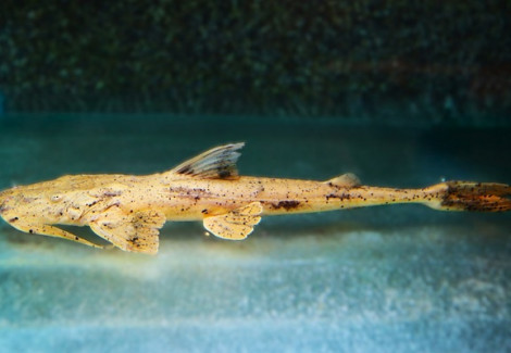 Bagarius Suchus Xl