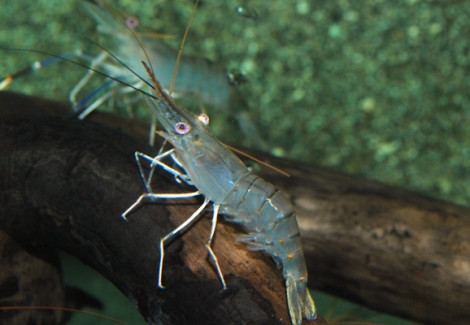 Macrobrachium Rosenbergii L