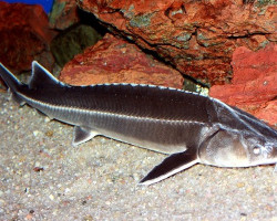 A. Ruthenus (Eu-Bred) 25/30