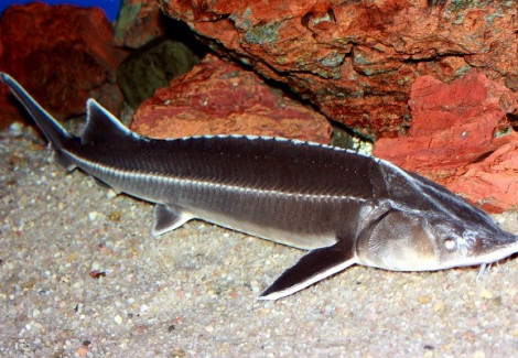 A. Ruthenus (Eu-Bred) 25/30