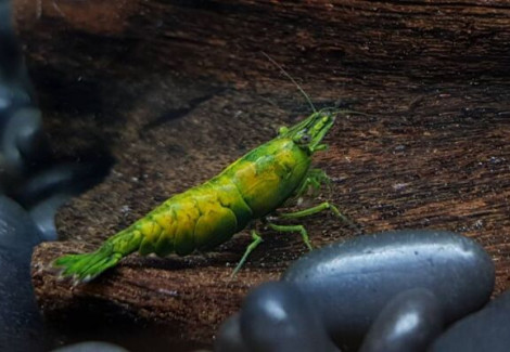 Neocaridina Davidi Orange Hulk M