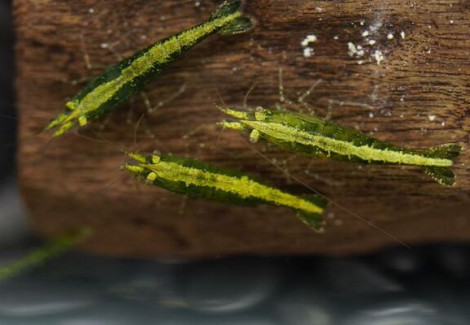Neocaridina Davidi Green Fire M
