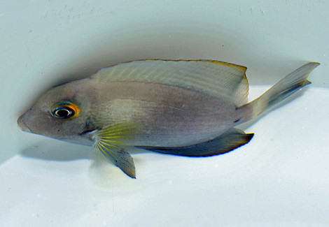 Acanthurus Auranticavus M