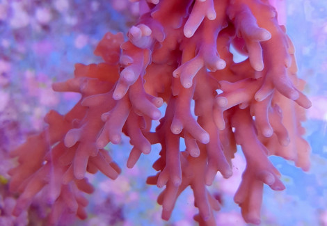 Acropora Granulosa Ml