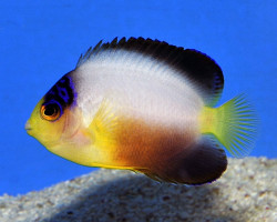 Centropyge Multicolor Ml