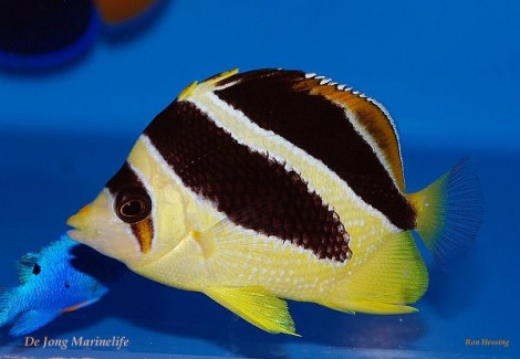Chaetodon Mitratus S