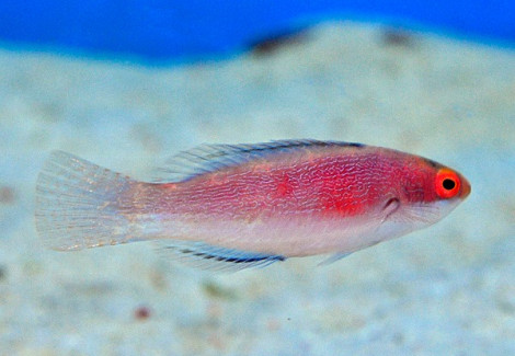 Cirrhilabrus Balteatus (Female) S