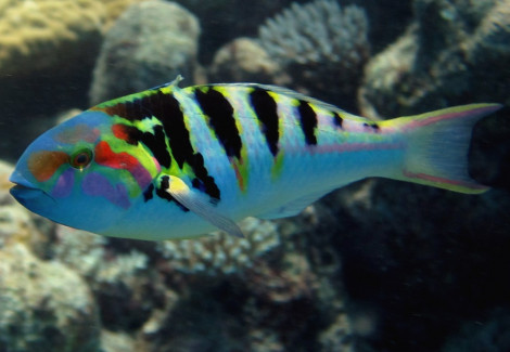 Thalassoma Hardwicke M
