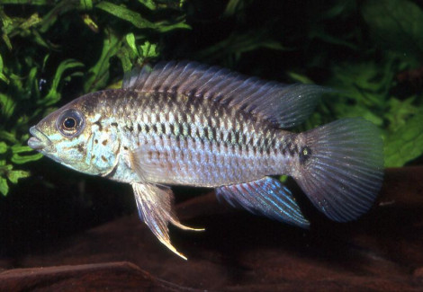 Apistogramma Alacrina 3-4