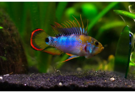Apistogramma Baenschi-Inca 2,5-3