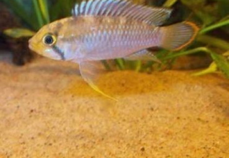 Apistogramma Matses Aff.Nijsseni 2,5-3Cm