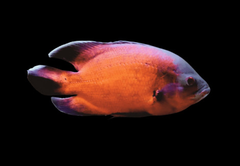 Astronotus Ocellatus Red 9-11