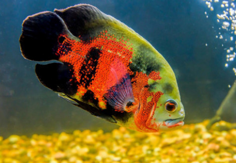 Astronotus Ocellatus Red Oscar 3-4