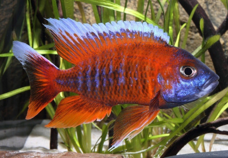 Aulonocara Eureka 3Cm
