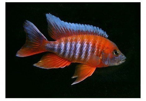 Aulonocara Jacobfreibergi Sp. Red 4-5Cm