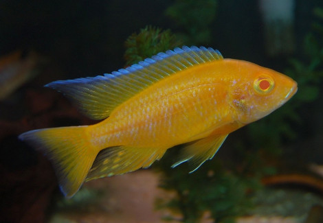 Aulonocara Yellow Lemon Albin 4-5