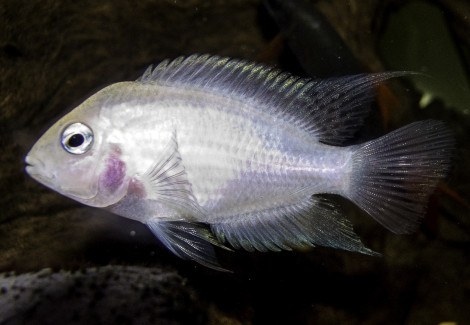 Cichlasoma/Amatitlania Nigrofasciata Albin 3-4