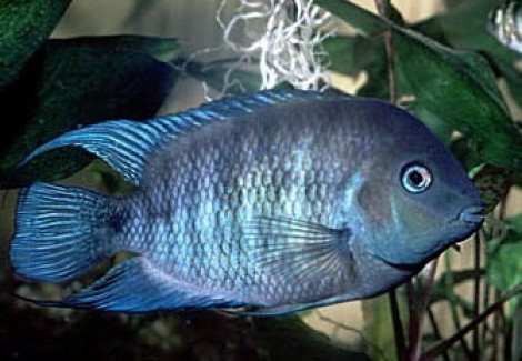Cichlasoma/Archocentrus Spilurum 4-5Cm