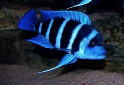 Cyphotilapia Frontosa Zaire Blue Kapampa 3